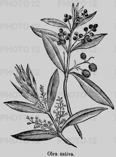 Olives (Olea) evergreen plant, leaves, flowers, fruits, Mediterranean stone fruit, cultivation