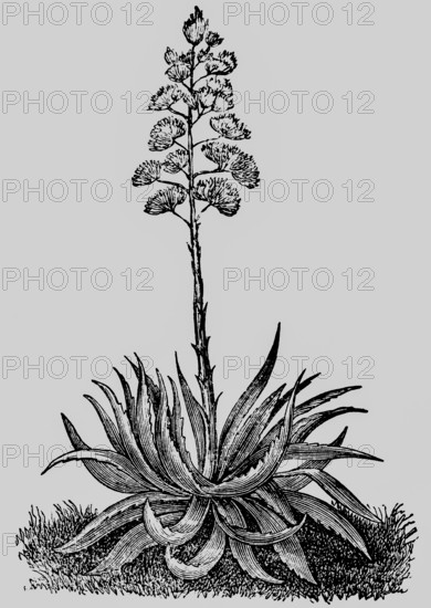 Magney agave (Agave mexicana) plant with leaves and inflorescence, production of agave juice,