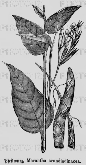 Leaves and flower of the arrowroot (Maranta arundinacea), useful plant, occurrence in tropical