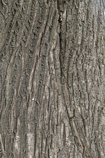 Vertical lines and patterns of tree bark, coarse structure and grey tones, 400 year old lime tree