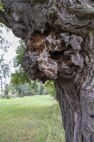 Large gnarled knot on a tree, green meadow in the background, 400 year old avenue of lime trees