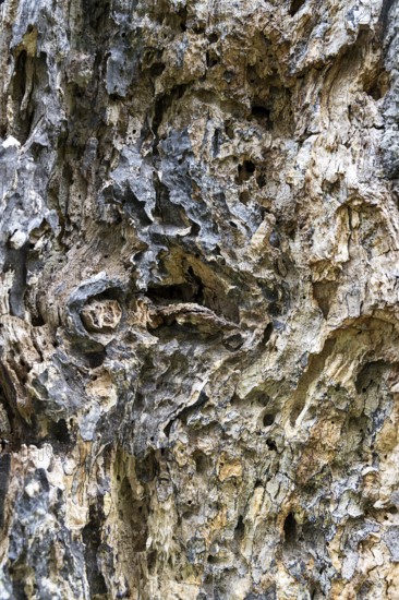 Close-up of heavily textured and weathered tree bark, 400-year-old avenue of lime trees Ladendorf