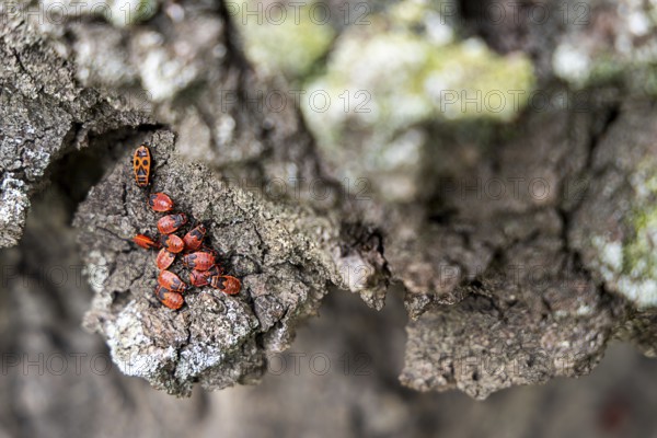 Group of red fire bugs on rough tree bark, focus on the insects, 400 year old lime tree avenue