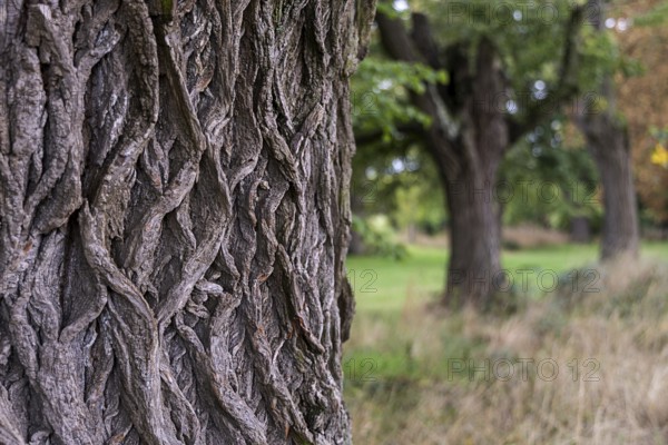 Detailed image of tree bark in the foreground, blurred trees in the background, 400 year old lime