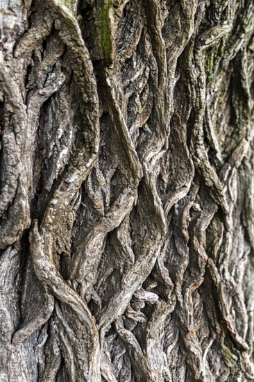 Close-up view of an intricate, structured tree bark, 400-year-old lime tree avenue Ladendorf