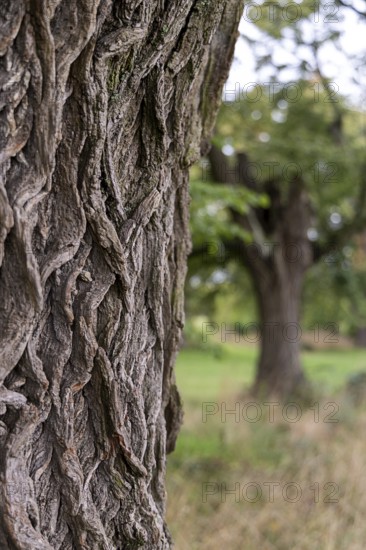 Close-up of coarse tree bark in focus, trees in the background blurred, 400-year-old lime tree