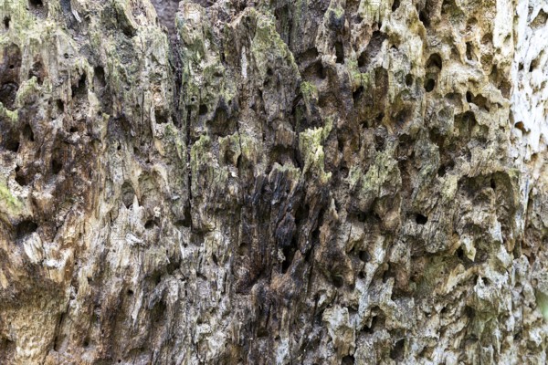 Close-up of eroded, moss-covered wood with a rough texture, 400-year-old avenue of lime trees