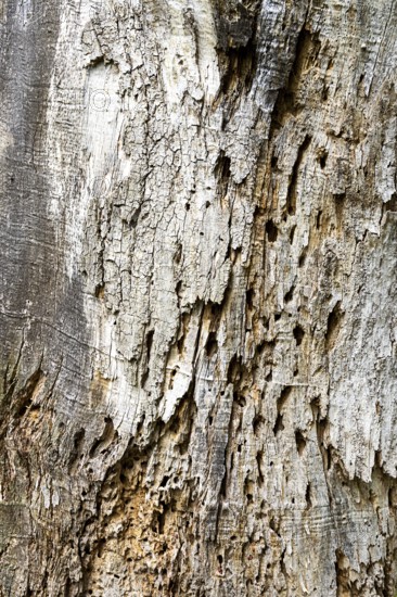 Texture of old tree bark with clear cracks and holes, 400 year old lime tree avenue Ladendorf