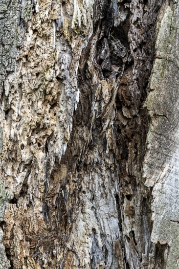 A detailed view of a weathered tree bark full of patterns, 400 year old lime tree avenue Ladendorf
