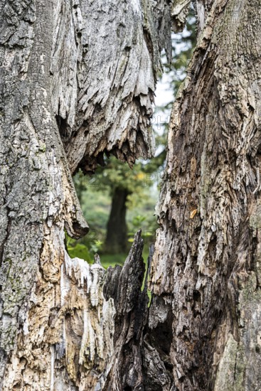 Close-up of a heavily weathered tree bark with visible structures, 400-year-old lime tree avenue