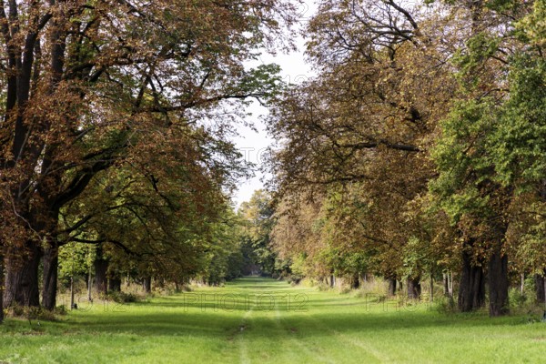 Tree avenue with green grass path and autumnal foliage in warm tones, 400 year old lime tree avenue