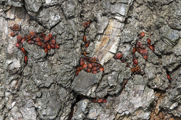 Firebugs on patterned tree bark in vivid red and black, 400 year old lime tree avenue Ladendorf