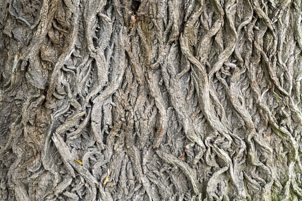 Structural tree bark with intricate grey patterns, 400-year-old lime tree avenue Ladendorf