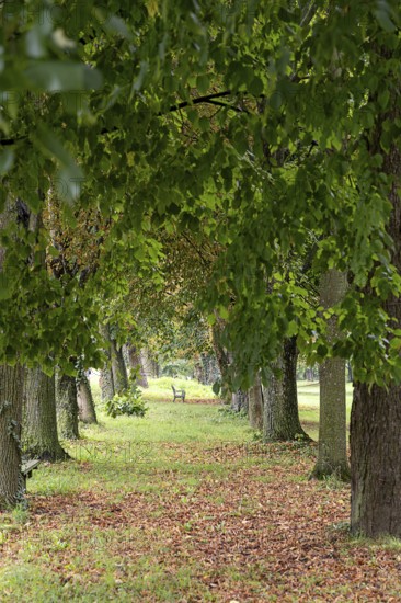 A narrow, overgrown path leads through a majestic avenue of trees, a 400-year-old avenue of lime