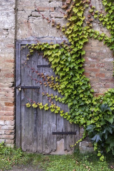 An old wooden door overgrown with ivy on a weathered brick wall, 400-year-old avenue of lime trees