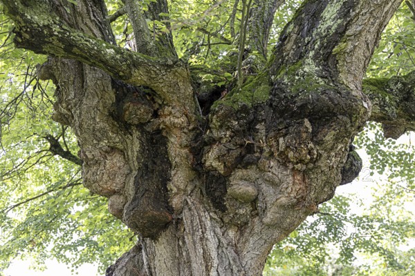 Lush tree crown filled with green foliage, summery atmosphere, 400-year-old avenue of lime trees