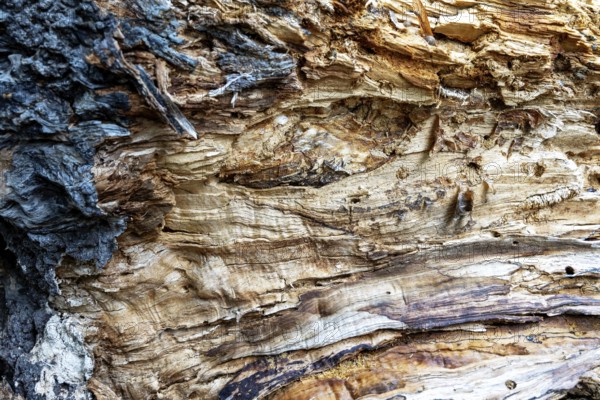 Close-up of a tree bark with striking grain and warm brown tones, 400-year-old lime tree avenue