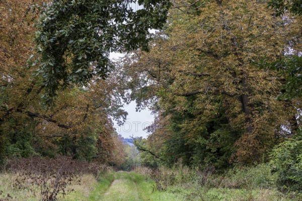 Forest path surrounded by autumnal trees, quiet natural path, 400 year old lime tree avenue