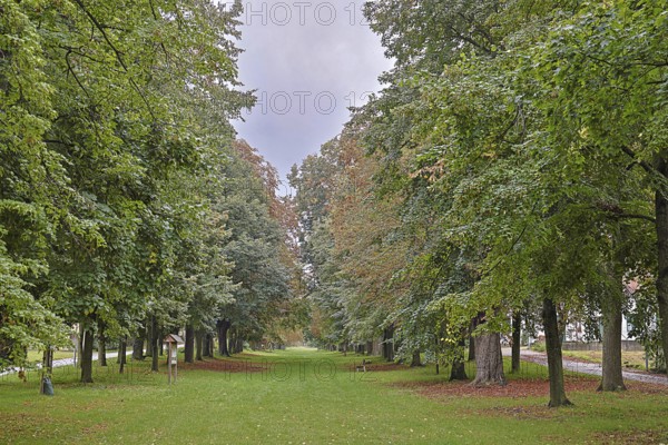 A straight path through an avenue of trees in the transition between summer and autumn,