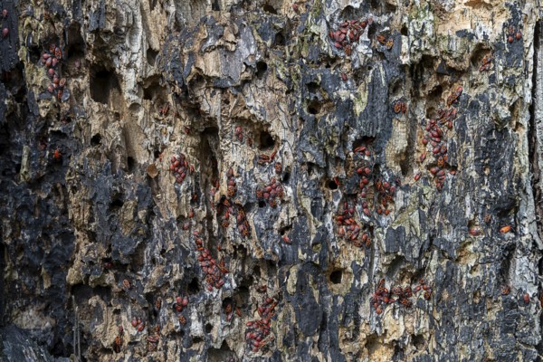 Tree bark with numerous fire bugs, dense accumulation on damaged surface, 400 year old lime tree