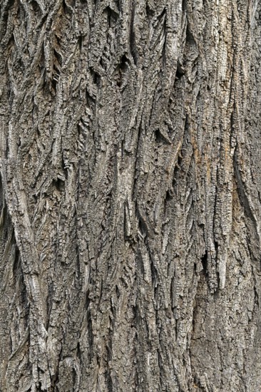 Rough, scaly bark of a tree with a striking texture, 400-year-old lime tree avenue Ladendorf