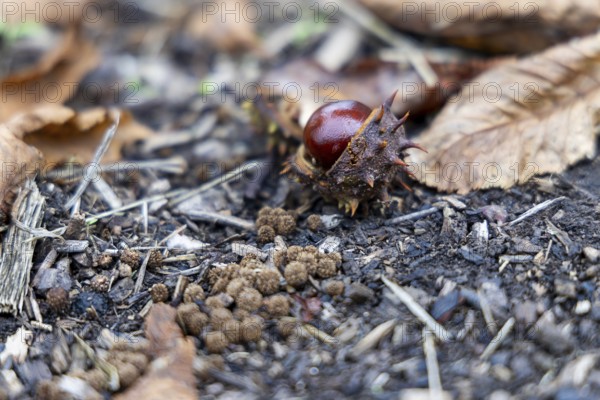 Autumn forest floor with chestnut fruit and foliage, showing natural textures, 400 year old lime