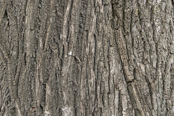 Close-up of the detailed grey bark of a tree with a striking texture, 400-year-old lime tree avenue