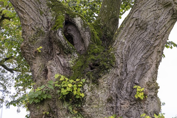 Trunk of an old tree covered with moss and small leaves in an idyllic forest setting, 400 year old