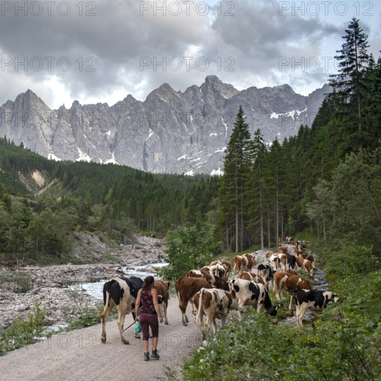 Alpine pasture drive to Ladiz through the Johannestal, behind it the Laliderer Wände, Hinterriss,