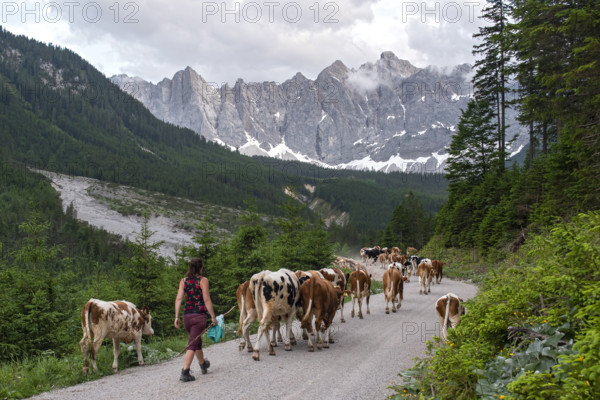 Alpine pasture drive to Ladiz through the Johannestal, behind it the Laliderer Wände, Hinterriss,