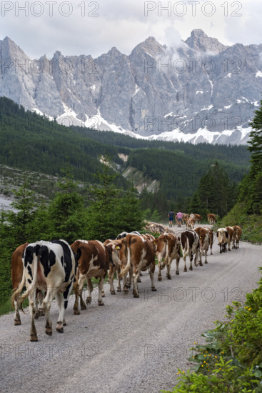 Alpine pasture drive to Ladiz through the Johannestal, behind it the Laliderer Wände, Hinterriss,