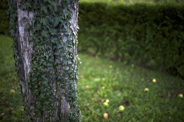 Ivy climbing up the trunk of an apple tree, fallen fruit, rotten apples lying on the ground,