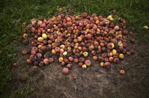 Fallen fruit, rotten apples lying on the ground, meadow, orchard, Reutlingen, Baden-Württemberg,