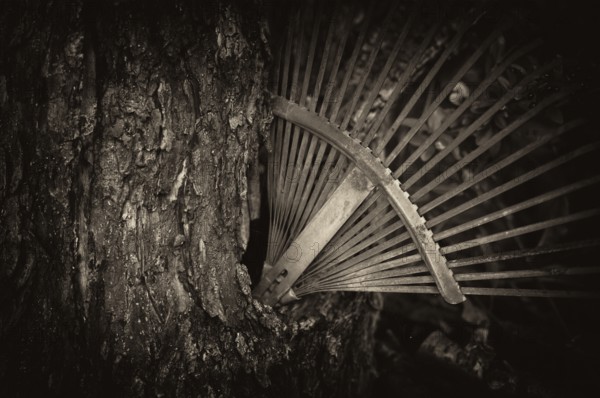 Old rake, rusty, stuck in a tree trunk, knothole, vintage, black and white, Reutlingen,
