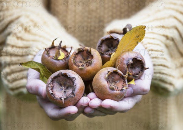 Girl presents ripe medlar fruit (Mespilus germanica), freshly harvested from the tree. The scene