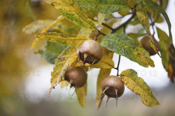 Brown medlars (Mespilus germanica) ripen between bright yellow leaves in autumn garden. The fruit