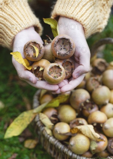 Hands of a girl holding freshly picked, ripe medlar fruit (Mespilus germanica) . View from above.