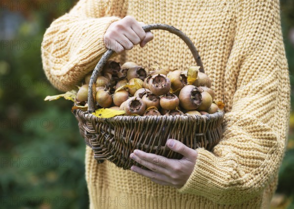 Young girl with a wicker basket full of ripe, organic medlar fruits with yellow leaves in autumn