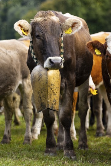 Cattle drive, cattle drive, domestic cattle (Bovidae), cowbell, Oberstdorf, Oberallgäu, Allgäu