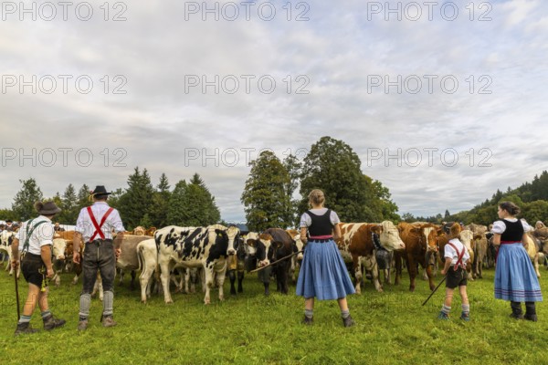 Cattle drive, cattle drive, domestic cattle (Bovidae), herd, shepherdess, children, lederhosen,