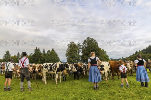 Cattle drive, cattle drive, domestic cattle (Bovidae), herd, shepherdess, children, lederhosen,