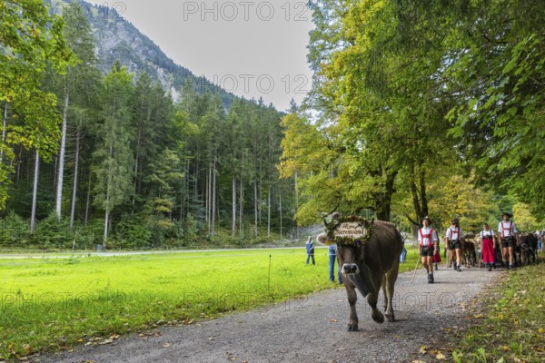 Cattle drive, cattle drive, domestic cattle (Bovidae), cowbell, shepherd, shepherdess, lederhosen,