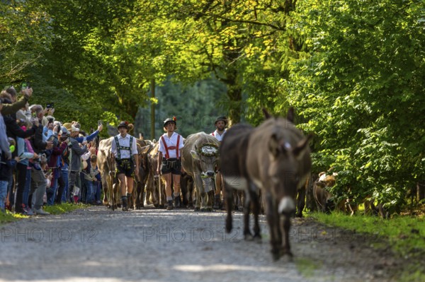 Cattle drive, cattle drive, shepherd, lederhosen, braces, felt hat, traditional traditional