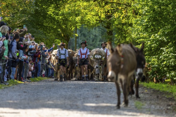 Cattle drive, cattle drive, shepherd, lederhosen, braces, felt hat, traditional traditional
