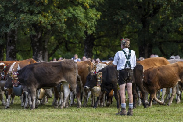 Cattle drive, cattle drive, alpine herdsman, lederhosen, braces, felt hat, traditional traditional