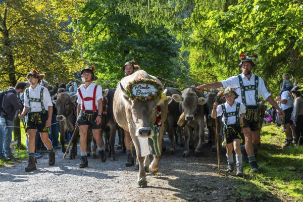 Cattle drive, cattle drive, herdsman, boy, lederhosen, braces, felt hat, traditional traditional