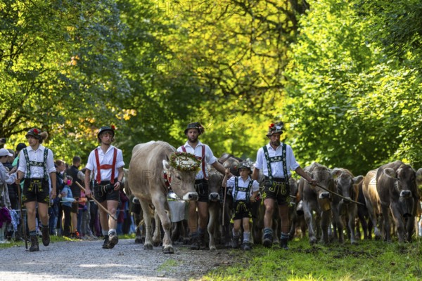 Cattle drive, cattle drive, herdsman, boy, lederhosen, braces, felt hat, traditional traditional