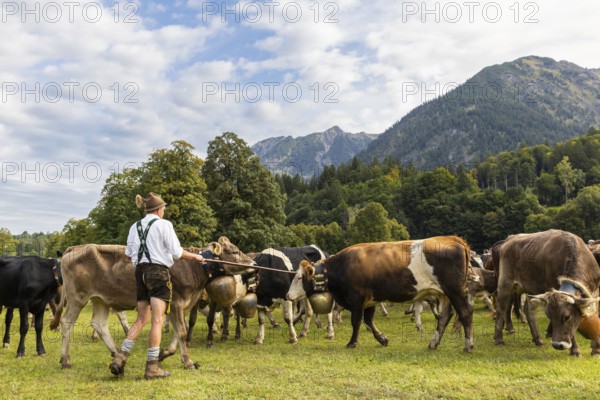 Cattle drive, cattle drive, alpine herdsmen, lederhosen, braces, felt hat, traditional traditional