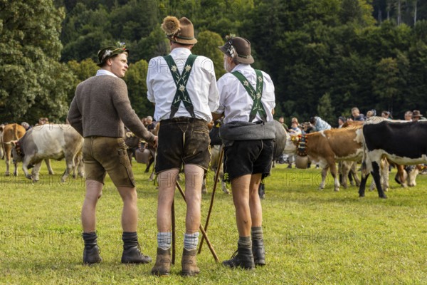 Cattle drive, cattle drive, alpine herdsmen, Lebderhosen, felt hat, Gamsbart, traditional