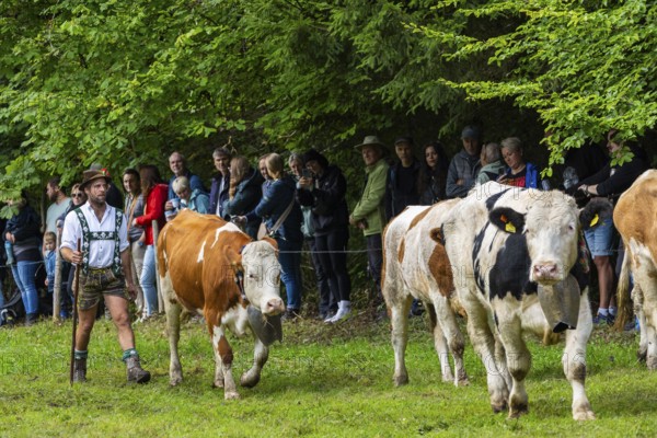 Cattle drive, cattle drive, herdsman, lederhosen, dirndl, traditional traditional costume, cattle